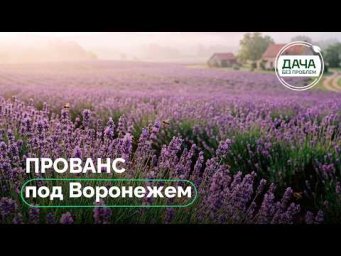 Дача без проблем - Лавандовое поле в Воронежской области: как создать и вырастить