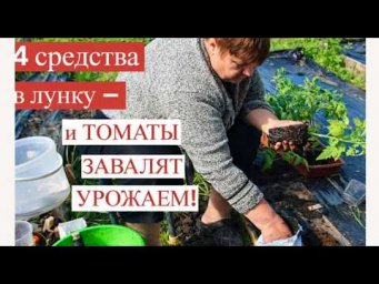 Во саду ли в огороде Юлия Миняева - Высаживаю томаты так: НИ ОДНОГО БОЛЬНОГО КУСТА! Секрет отличного