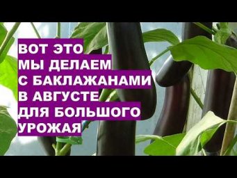 Дача, сад, огород, цветы - Что я делаю с баклажанами в конце августа для большого урожая