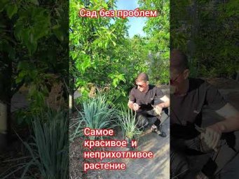 Сад без проблем - Самое красивое и неприхотливое растение