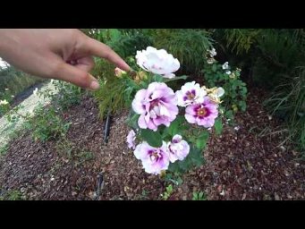 Флорини питомник - ПОСТОЯННО-ЦВЕТУЩАЯ РОЗА "АЙС ФО Ю" (Rose Eyes for you)