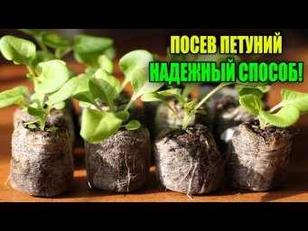 Урожайный огород Татьяна Щедрина - ПОСЕВ ПЕТУНИИ ПОПУЛЯРНЫМ СПОСОБОМ В ТАБЛЕТКИ!