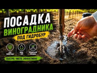 Виноград Одесса - Посадка виноградника под гидробур! Быстро, дешево и эффективно #виноград  #гидробу