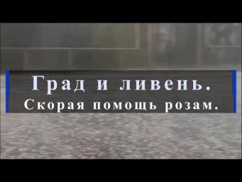 Питомник роз Иващенко - Град и ливень. Скорая помощь розам. Питомник растений Е. Иващенко