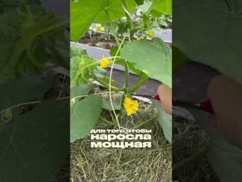 Семена Партнёр - 