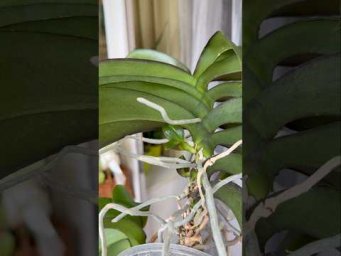 Garden orchides - Ежемесячно орхидеи поливаю этим, чтобы оживить рост!