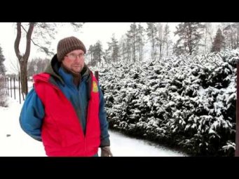 Газета Садовод - Живая изгородь из хвойных пород