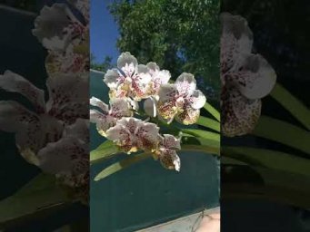 Орхидс Vanda Jiraprapa x luzonica  #orchids