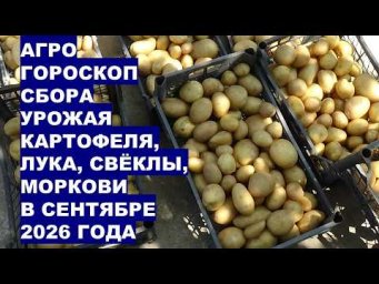 Дача, сад, огород, цветы - Сентябрь 2026: Когда Собирать Урожай Картофеля, Лука, Свёклы, Моркови?!
