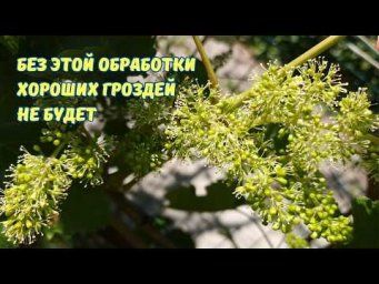 Сергей Дачник - Обработка винограда перед цветением: защита и хорошее опыление.