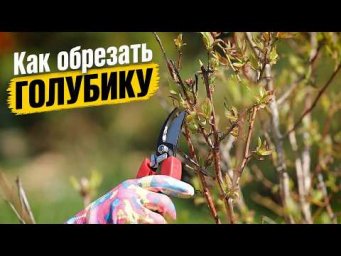 Садовый клуб Наталии Петренко - Как обрезать голубику