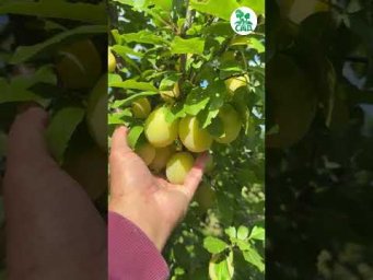 Питомник растений КФХ Сад - Наташа созрела. Снимаем пробу.