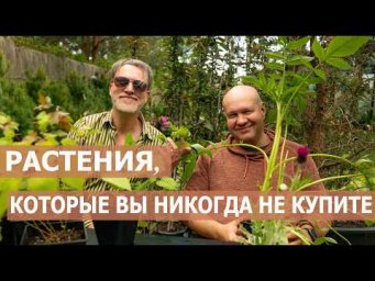 Евро-Плант - Растения, которые вы никогда не купите, если вам не расскажет о них ландшафтный дизайне