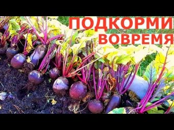Vogorode - СВОЕВРЕМЕННЫЙ уход за СВЕКЛОЙ и ПОДКОРМКА чеснока для БОЛЬШОГО УРОЖАЯ