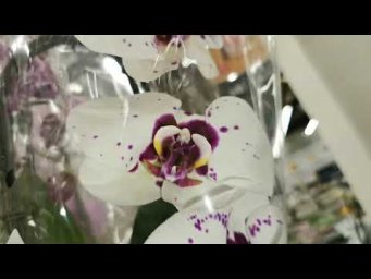 Узамбарские фиалки, орхидеи - Лемана Про:ПРЕКРАСНЫЙ привоз ОРХИДЕЙ!26.07.26,Самара, ТЦ Космопорт, ул
