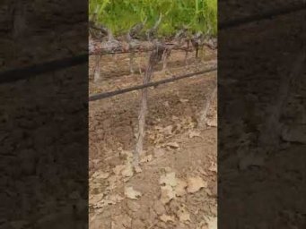 Виноград Одесса - ЧТО СКРЫВАЕТСЯ ПОД ПЛЕНКОЙ #shorts #tiktok #виноград #сад #farming #дача #огород