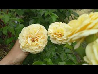 Питомник Розовая клумба - Зацветаем по чуть-чуть