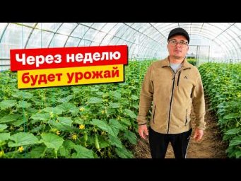 Сад, огород своими руками (Валерий Кузюбердин) - Осенние огурцы в теплице. Три недели после высадки-