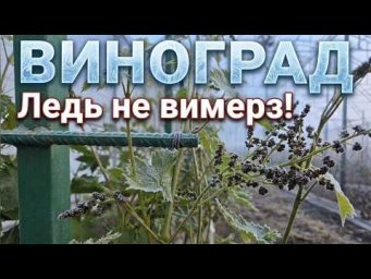 Виноград на грядке - Чи витримав виноград?!