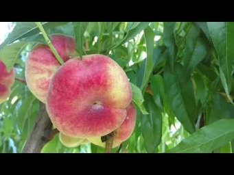 Сад без проблем - Лучше Сатурна персика нет!