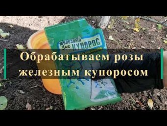 Питомник роз Иващенко - Обрабатываем розы железным купоросом. Питомник растений Е. Иващенко