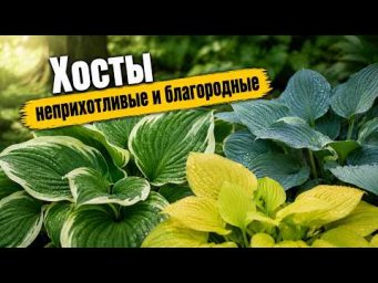 Садовый клуб Наталии Петренко - Хосты - неприхотливые и благородные