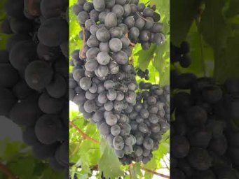 Выращивание винограда - Виноград Карбонадо.Продаж саджанців  винограду.Телефон 098 115 04 16 Анатолі