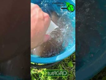 Иван Русских Иванова наука - ⚠️ Эффект уже через 2 часа: одна подкормка для всего! Листья крутятся, 