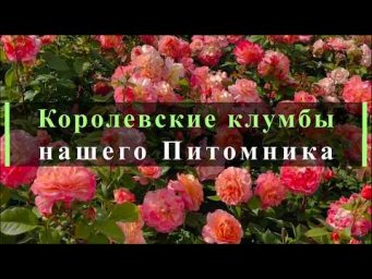 Питомник роз Иващенко - Королевские клумбы нашего Питомника. Питомник растений Е. Иващенко