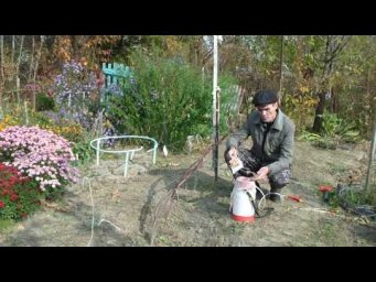 Клуб садоводов Хабаровск - Обработка ВИНОГРАДНОЙ ЛОЗЫ железным купоросом  Как приготовить раствор