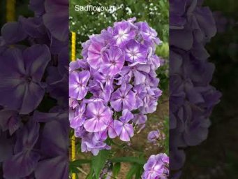 Сад флоксов - Крупный флокс Грибной Дождь