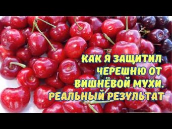 Сергей Дачник - 100% чистая черешня? Итог весенних обработок летом.