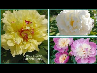Цветочный сад у Алёнушки - Пион Сонома Хало (Sonoma Halo). Боул оф Бьюти (Bowl of Beauty). Нэнси Ник