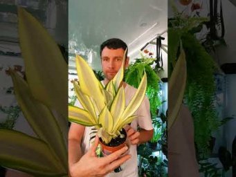 FloraMan - 2 августа 2026 г.