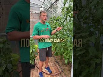 Умное хозяйство - Одна ошибка в июле которую делают все огородники &mdash; и она убивает урожай томатов