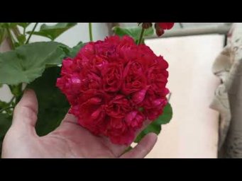 Мой цветочный бизнес - Пеларгония ИВ Ухарь Купец