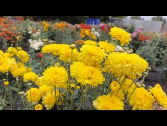 Цветочный сад у Алёнушки - ХРИЗАНТЕМА ПРОДОЛЖАЕТ РАДОВАТЬ НАС СВОИМ ЦВЕТЕНИЕМ. ПРИГЛАШАЮ НА ОБЗОР.