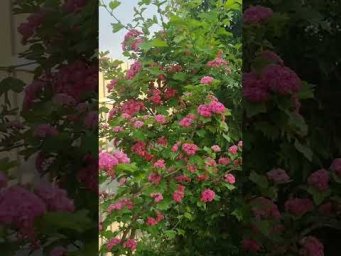 Садовые фантазии - Боярышник,  цветущий как розы #ландшафтныйдизайн #садоводничество #дача #сад