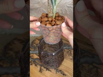 Garden orchides - Смогла пересадить алоказию в керамзит на полугидропонику!