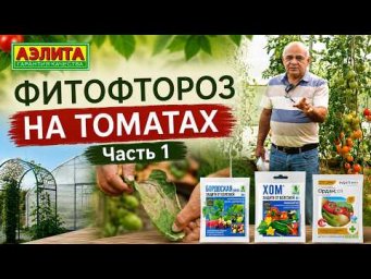 Агрофирма Аэлита - ФИТОФТОРА НА ТОМАТАХ
