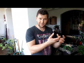 Максим Дробот - Как вырастить инжир в квартире.