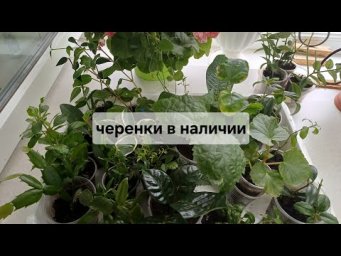 Цветочное ассорти - Украина. Излишки черенков колумнея, олеандр, текома, мирт, хойя... в добрые руки