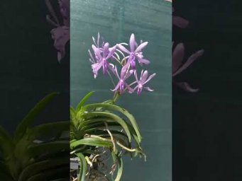 Орхидс Darwinara Charm 'Blue Star' HCC /AD AOS  #orchids