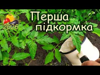 Дела домашние - Чим обробити помідори для хорошого старту (перша підкормка помідорів)
