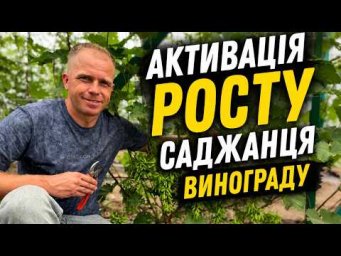 Виноград на грядке - Сильний саджанець вже в перший рік! Три кроки до успіху!