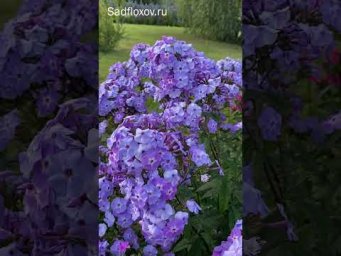 Сад флоксов - Новые герои