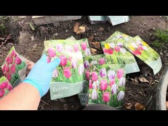 Борис Борисов - Большие планы на весну или как я обожаю тюльпаны)☺