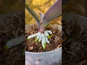 Garden orchides - По утрам орхидеи опрыскиваю этим! Листья растут, корни раскукливаются!