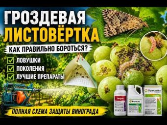 Виноград Одесса - Гроздевая Листовертка Как бороться правильно  Ловушки  Поколения  Лучшие препараты