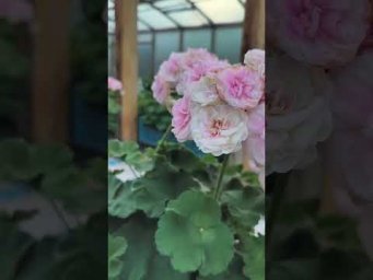 Мой цветочный бизнес - ЮВ Купидон #ЮВ_Купидон #пеларгония #сорт